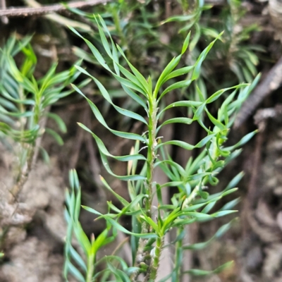 Lomandra obliqua (Twisted Matrush) at Blue Mountains National Park - 17 Apr 2024 by MatthewFrawley