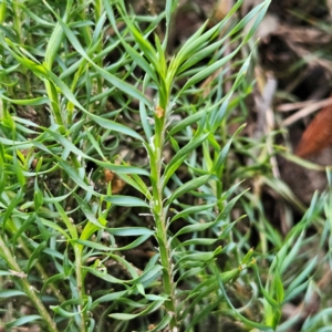 Lomandra obliqua at Blue Mountains National Park - 17 Apr 2024 08:02 AM