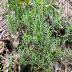 Lomandra obliqua at Blue Mountains National Park - 17 Apr 2024 08:02 AM