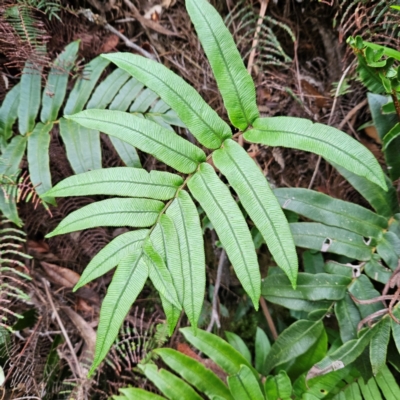 Blechnum wattsii (Hard Water Fern) at Blue Mountains National Park - 17 Apr 2024 by MatthewFrawley