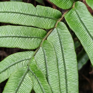 Blechnum wattsii at Blue Mountains National Park - 17 Apr 2024 08:01 AM