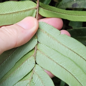 Blechnum wattsii at Blue Mountains National Park - 17 Apr 2024