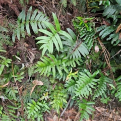 Blechnum wattsii at Blue Mountains National Park - 17 Apr 2024 08:01 AM