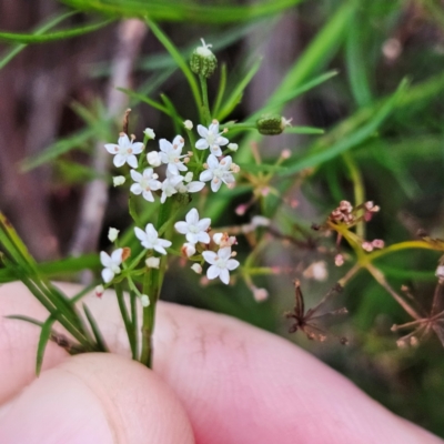 Unidentified Other Wildflower or Herb at Katoomba, NSW - 16 Apr 2024 by MatthewFrawley