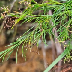 Platysace linearifolia at Katoomba, NSW - 17 Apr 2024 08:09 AM