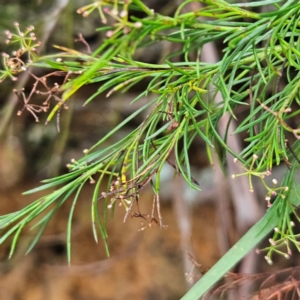 Platysace linearifolia at Katoomba, NSW - 17 Apr 2024