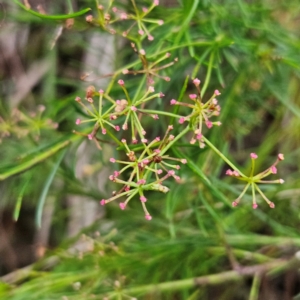 Platysace linearifolia at Katoomba, NSW - 17 Apr 2024 08:09 AM