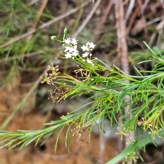 Platysace linearifolia at Katoomba, NSW - 17 Apr 2024 08:09 AM