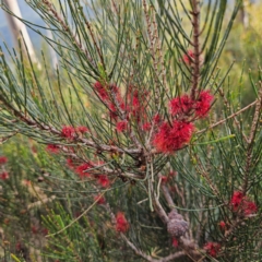 Allocasuarina distyla (Shrubby Sheoak) at Blue Mountains National Park - 17 Apr 2024 by MatthewFrawley