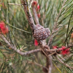 Allocasuarina distyla at Blue Mountains National Park - 17 Apr 2024