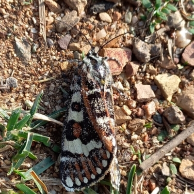 Apina callisto (Pasture Day Moth) at QPRC LGA - 18 Apr 2024 by Paul4K