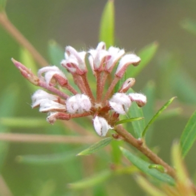 Grevillea phylicoides (Grey Spider Flower) at Wingecarribee Local Government Area - 17 Apr 2024 by Curiosity