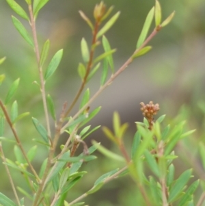 Grevillea phylicoides at Wattle Ridge - 17 Apr 2024 10:16 AM