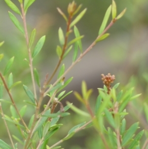 Grevillea phylicoides at Wattle Ridge - 17 Apr 2024