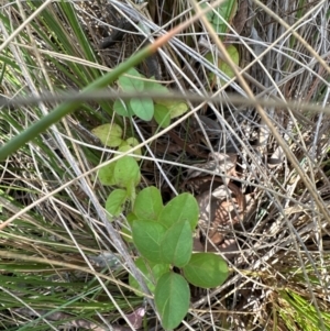 Lonicera japonica at Aranda Bushland - 18 Apr 2024