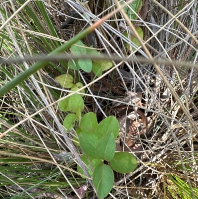 Lonicera japonica at Aranda, ACT - 18 Apr 2024 by lbradley