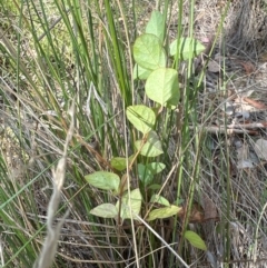 Lonicera japonica at Aranda Bushland - 18 Apr 2024