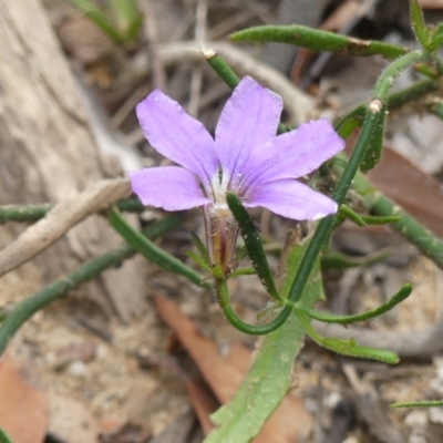 Scaevola ramosissima (Hairy Fan-flower) at Wattle Ridge, NSW - 17 Apr 2024 by Curiosity