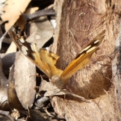 Heteronympha merope (Common Brown Butterfly) at Wattle Ridge, NSW - 17 Apr 2024 by Curiosity