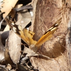 Heteronympha merope (Common Brown Butterfly) at Nattai National Park - 17 Apr 2024 by Curiosity