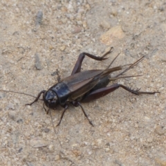 Teleogryllus commodus (Black Field Cricket) at Wattle Ridge, NSW - 17 Apr 2024 by Curiosity