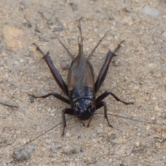 Teleogryllus commodus at Nattai National Park - 17 Apr 2024 11:30 AM