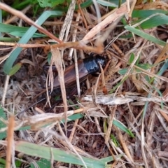 Teleogryllus commodus (Black Field Cricket) at Symonston, ACT - 6 Apr 2024 by CallumBraeRuralProperty