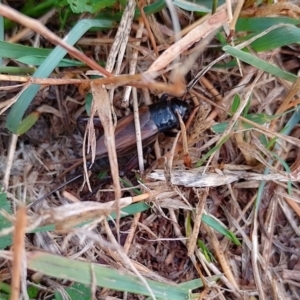 Teleogryllus commodus (Black Field Cricket) at Symonston, ACT by CallumBraeRuralProperty