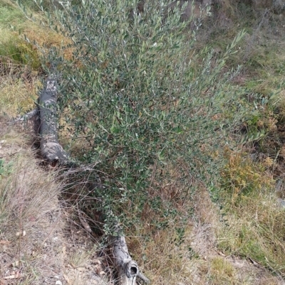 Olea europaea (Common Olive) at Symonston, ACT - 17 Apr 2024 by CallumBraeRuralProperty