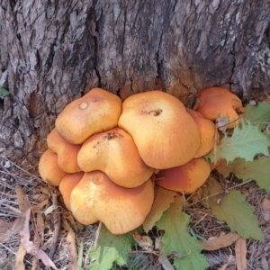 Gymnopilus junonius at Callum Brae - 17 Apr 2024 11:31 AM