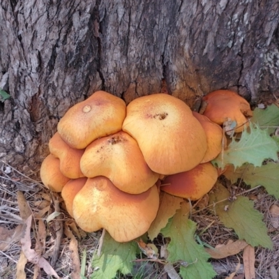 Gymnopilus junonius (Spectacular Rustgill) at Callum Brae - 17 Apr 2024 by CallumBraeRuralProperty