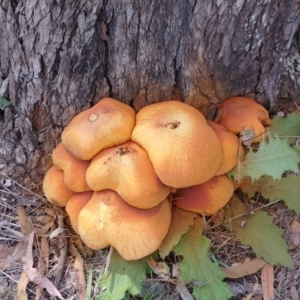 Unidentified Fungus at Symonston, ACT by CallumBraeRuralProperty