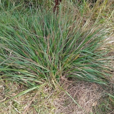 Nassella neesiana at Symonston, ACT - 17 Apr 2024 by CallumBraeRuralProperty