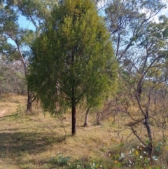 Exocarpos cupressiformis (Cherry Ballart) at Callum Brae - 17 Apr 2024 by CallumBraeRuralProperty