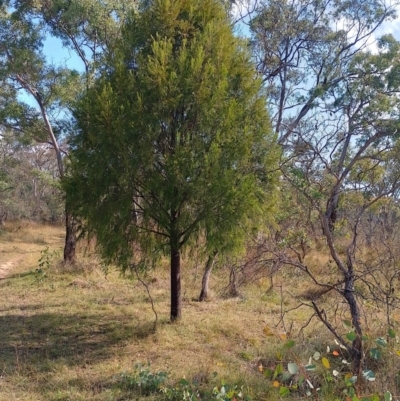 Exocarpos cupressiformis (Cherry Ballart) at Symonston, ACT - 17 Apr 2024 by CallumBraeRuralProperty