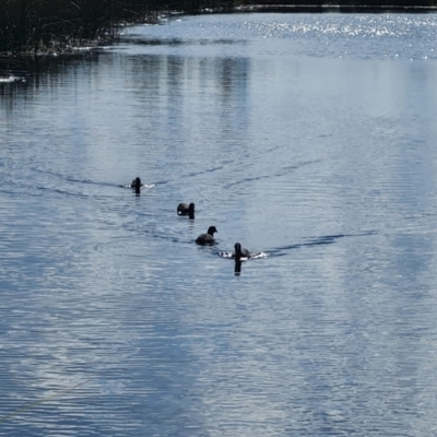 Fulica atra (Eurasian Coot) at Mawson Ponds - 18 Apr 2024 by Mike