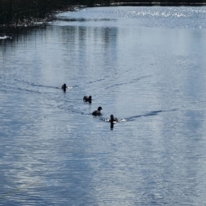 Fulica atra at Mawson Ponds - 18 Apr 2024