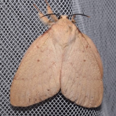 Entometa apicalis (Gum Snout Moth) at suppressed - 18 Apr 2024 by DianneClarke