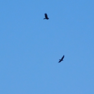 Aquila audax (Wedge-tailed Eagle) at Symonston, ACT by CallumBraeRuralProperty