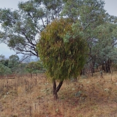 Amyema miquelii (Box Mistletoe) at Symonston, ACT - 6 Apr 2024 by CallumBraeRuralProperty