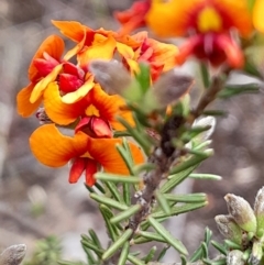 Dillwynia sericea (Egg And Bacon Peas) at Yarralumla, ACT - 3 Oct 2023 by Venture