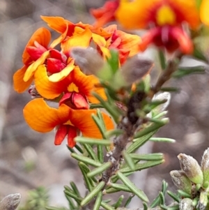 Dillwynia sericea at Black Mountain - 3 Oct 2023 11:19 AM