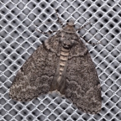 Smyriodes (genus) (A Geometer moth) at QPRC LGA - 17 Apr 2024 by DianneClarke