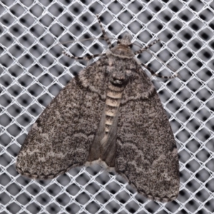 Smyriodes (genus) (A Geometer moth) at QPRC LGA by DianneClarke