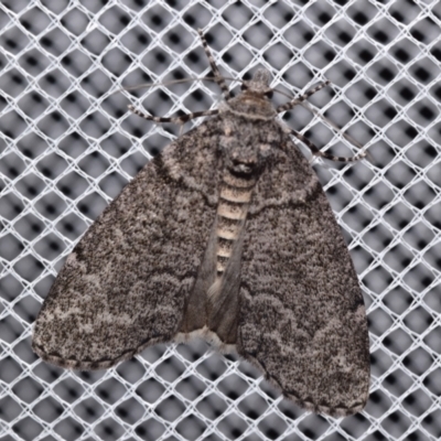 Smyriodes (genus) (A Geometer moth) at suppressed - 17 Apr 2024 by DianneClarke