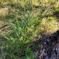 Pavonia hastata (Spearleaf Swampmallow) at Farrer Ridge - 18 Apr 2024 by julielindner