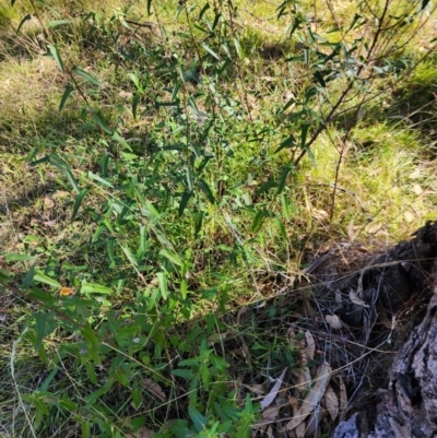 Unidentified Other Shrub at Farrer, ACT - 18 Apr 2024 by julielindner