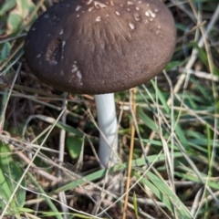 Oudemansiella 'radicata group' (Rooting shank) at Hawker, ACT - 17 Apr 2024 by CattleDog