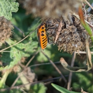 Agonoscelis rutila at The Pinnacle - 18 Apr 2024