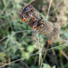 Agonoscelis rutila at The Pinnacle - 18 Apr 2024